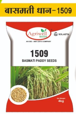 Basmati 1509 – Basmati Paddy Seed